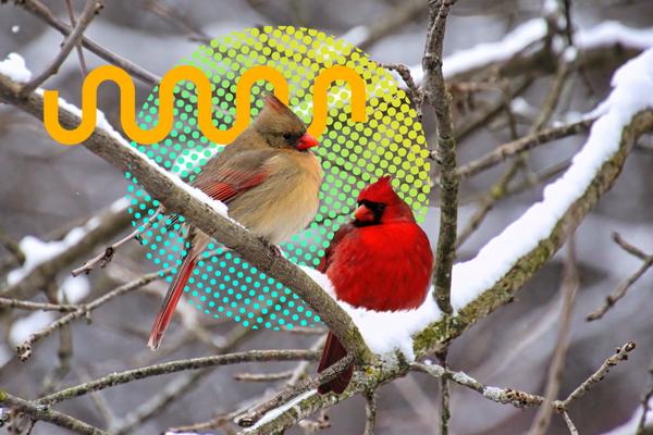 Two birds rest on a snowy branch on the winter solstice. 